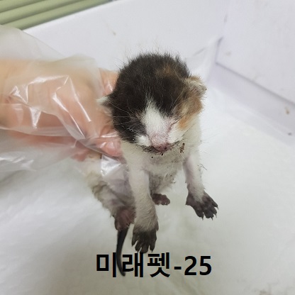 미래펫동물병원_431370202300528